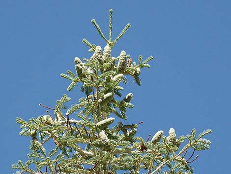 White Fir (Abies concolor)