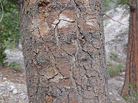 White Fir (Abies concolor)