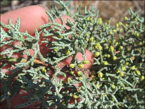 Arizona Cypress (Cupressus arizonica)