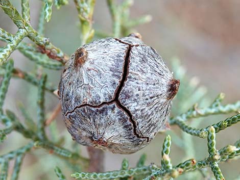 Arizona Cypress (Cupressus arizonica)