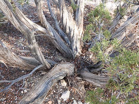 California Juniper (Juniperus californica)