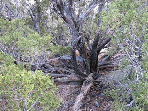 California Juniper (Juniperus californica)