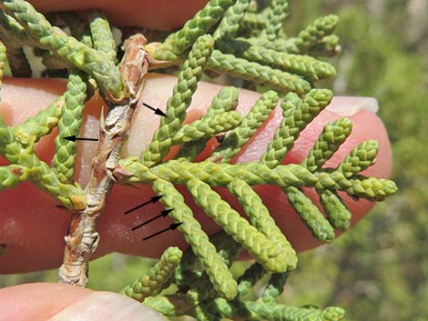 California Juniper (Juniperus californica)