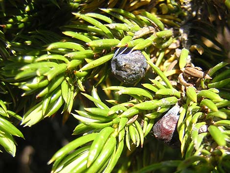 Common Juniper (Juniperus communis)