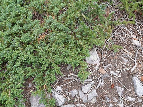 Common Juniper (Juniperus communis)