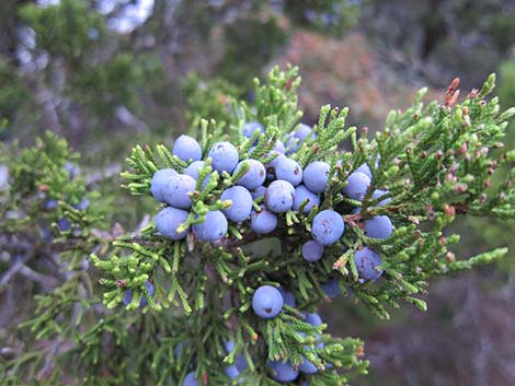 One-Seed Juniper (Juniperus monosperma)