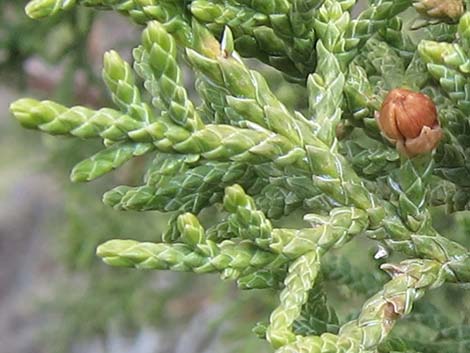 One-Seed Juniper (Juniperus monosperma)