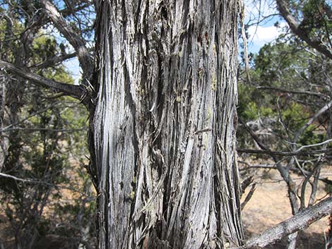 One-Seed Juniper (Juniperus monosperma)