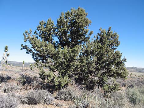 Utah Juniper (Juniperus osteosperma)