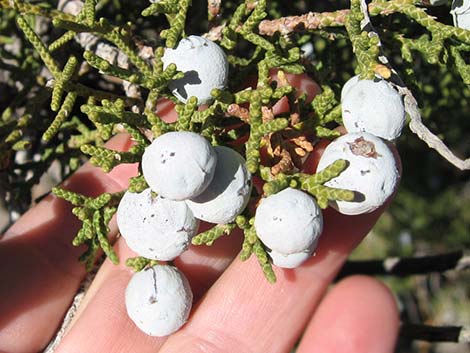 Utah Juniper (Juniperus osteosperma)