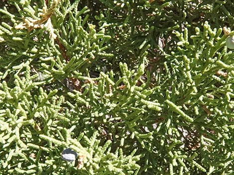 Utah Juniper (Juniperus osteosperma)