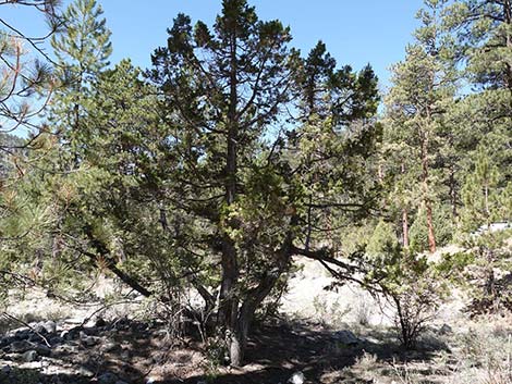 Rocky Mountain Juniper (Juniperus scopulorum)