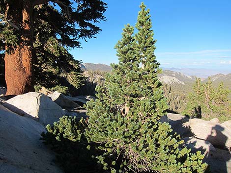 Southern Foxtail Pine (Pinus balfouriana austrina)