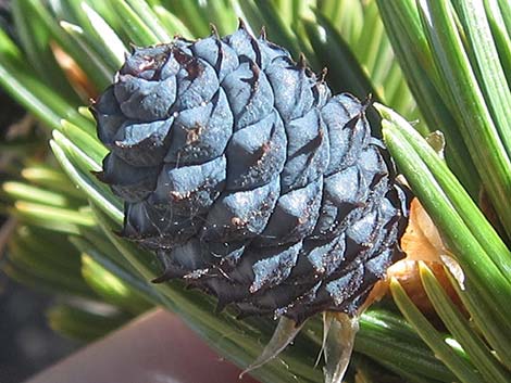 Southern Foxtail Pine (Pinus balfouriana austrina)