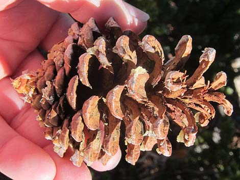 Southern Foxtail Pine (Pinus balfouriana austrina)