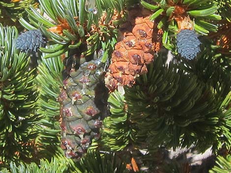 Southern Foxtail Pine (Pinus balfouriana austrina)