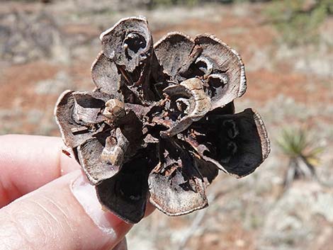 Two-needle Pinyon Pine (Pinus edulis)