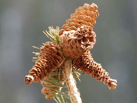 Limber Pine (Pinus flexilis)