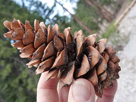 Limber Pine (Pinus flexilis)