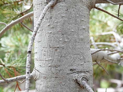 Limber Pine (Pinus flexilis)