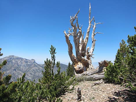 Great Basin Bristlecone Pine (Pinus longaeva)