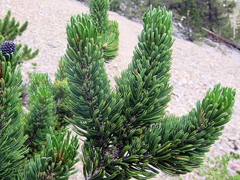 Great Basin Bristlecone Pine (Pinus longaeva)