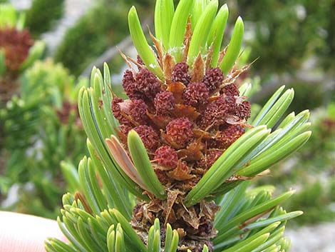Great Basin Bristlecone Pine (Pinus longaeva)