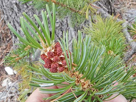 Great Basin Bristlecone Pine (Pinus longaeva)