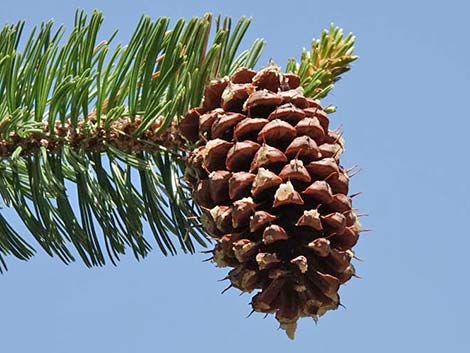 Great Basin Bristlecone Pine (Pinus longaeva)