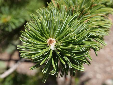 Great Basin Bristlecone Pine (Pinus longaeva)