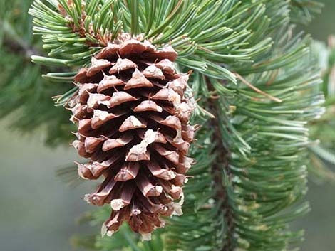 Great Basin Bristlecone Pine (Pinus longaeva)