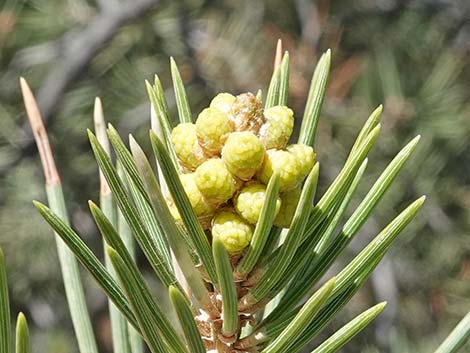 Singleleaf Pinyon Pine (Pinus monophylla)