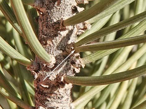 Singleleaf Pinyon Pine (Pinus monophylla)