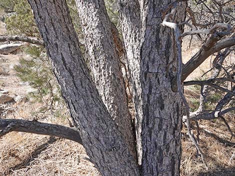 Singleleaf Pinyon Pine (Pinus monophylla)