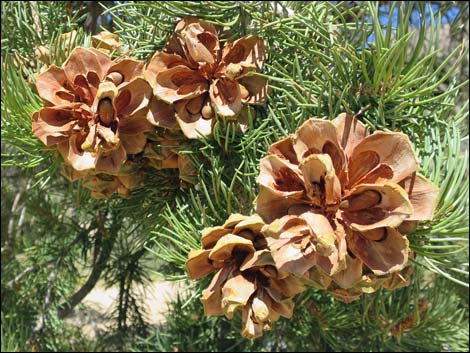 Singleleaf Pinyon Pine (Pinus monophylla)