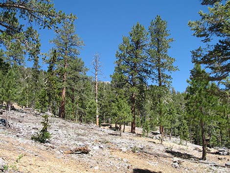 Ponderosa Pine (Pinus ponderosa)