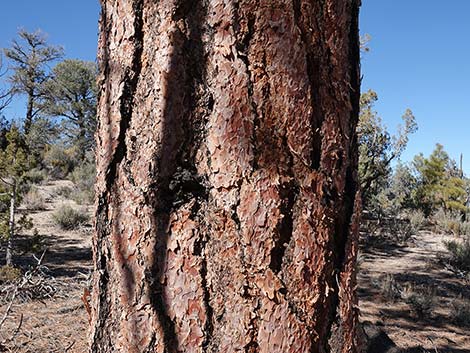 Ponderosa Pine (Pinus ponderosa)