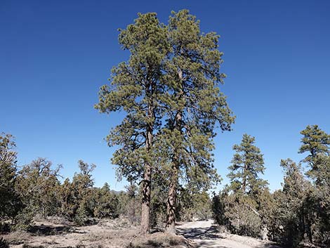 Ponderosa Pine (Pinus ponderosa)