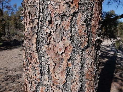 Ponderosa Pine (Pinus ponderosa)