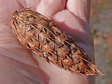 Douglas Fir (Pseudotsuga menziesii)