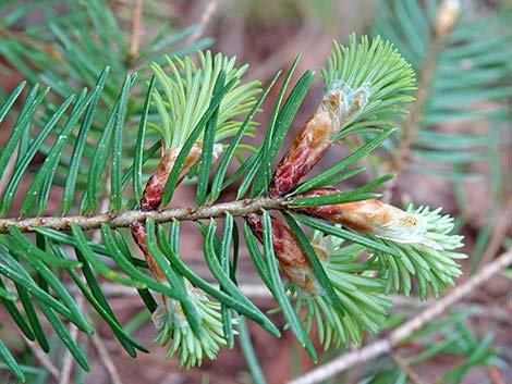 Douglas Fir (Pseudotsuga menziesii)