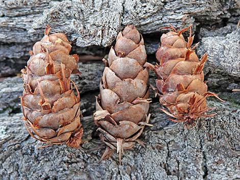 Douglas Fir (Pseudotsuga menziesii)