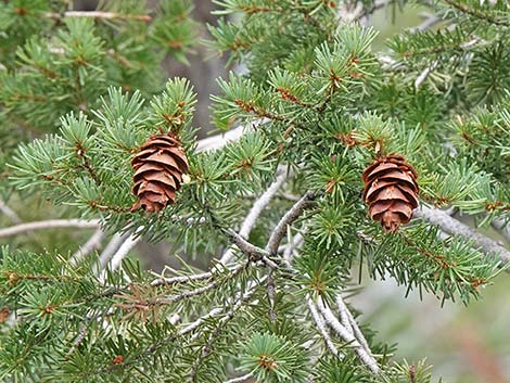 Douglas Fir (Pseudotsuga menziesii)