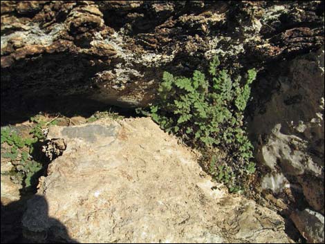 Parry's Lipfern (Cheilanthes parryi)