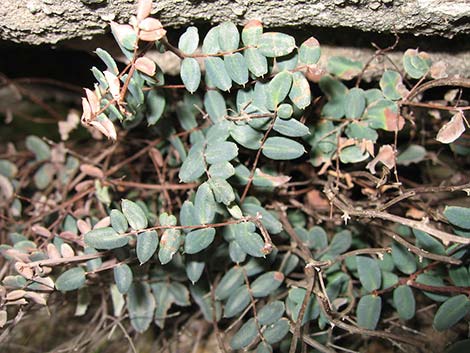 Spiny Cliffbrake (Pellaea truncata)