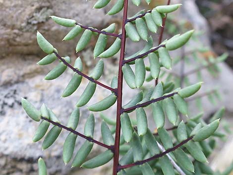 Spiny Cliffbrake (Pellaea truncata)