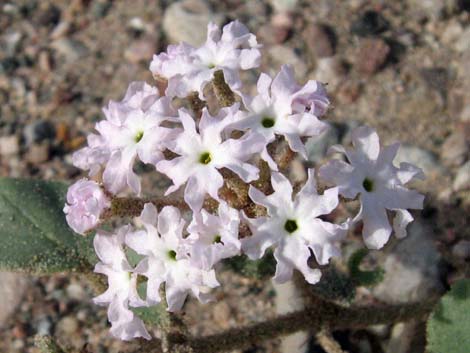 Desert Sand Verbena (Abronia villosa)