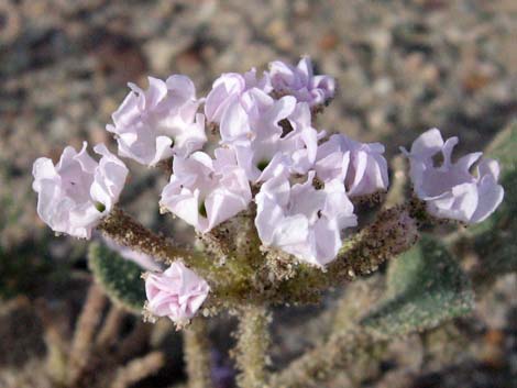 Desert Sand Verbena (Abronia villosa)