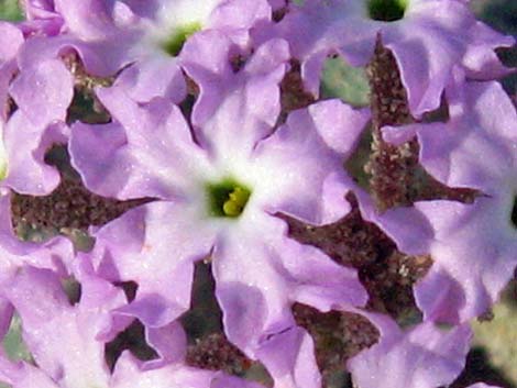 Desert Sand Verbena (Abronia villosa)