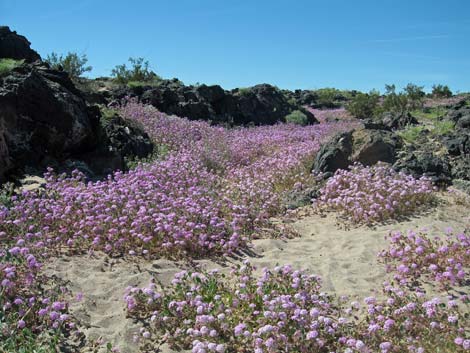 Desert Sand Verbena (Abronia villosa)